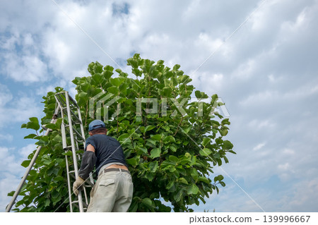 pruning, gents, male 139996667