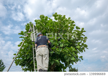 pruning, gents, male 139996669