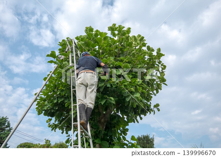 pruning, gents, male 139996670