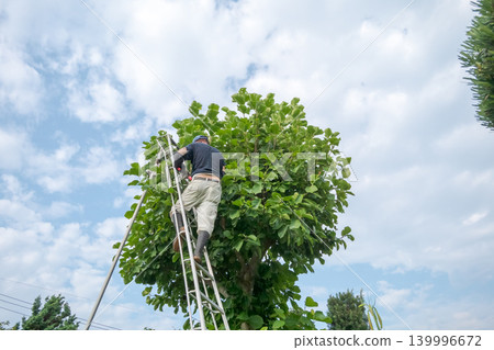 pruning, gents, male 139996672