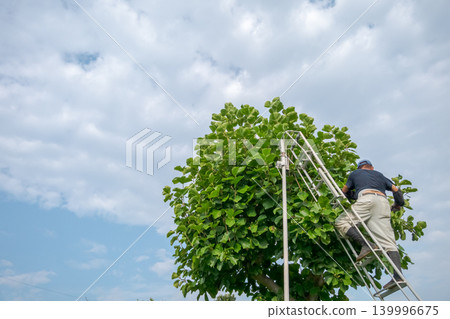 pruning, gents, male 139996675