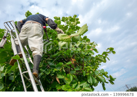 pruning, gents, male 139996678