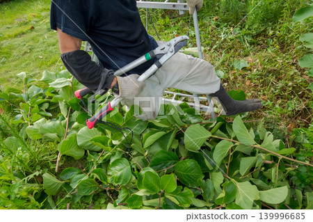 pruning, gents, male 139996685