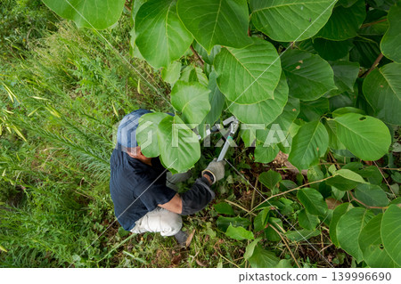 pruning, gents, male 139996690