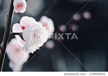 梅花特寫攝影 梅花特寫攝影 139996693