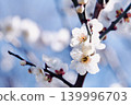 White plum blossoms that shine in the blue sky 139996703