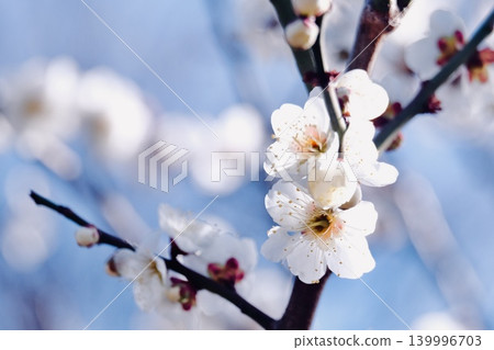 白梅花在藍天中閃耀 白梅花在藍天中閃耀 139996703