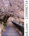 Walking path through a tunnel of cherry blossoms 139996714