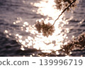 Cherry blossoms illuminated by the sunset 139996719