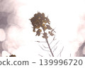 Rape blossoms floating on the lake surface 139996720