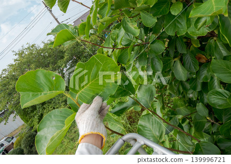 gardener, landscaper, pruning 139996721