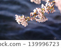 Cherry blossoms blooming at the water's edge 139996723