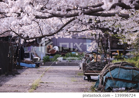 一條兩旁種滿櫻花樹的街道 139996724
