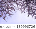 Cherry blossoms in full bloom shining in the blue sky 139996726