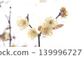 Plum blossom  139996727
