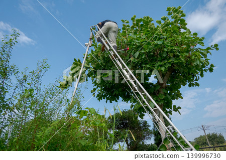 pruning, gents, male 139996730