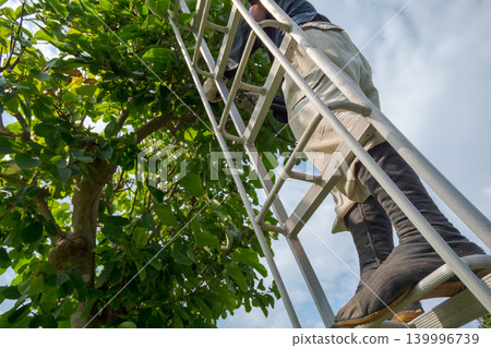 pruning, gents, male 139996739