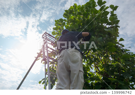pruning, gents, male 139996742