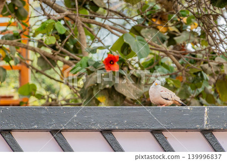 Yellow-billed Pigeon Yellow-billed Pigeon 139996837