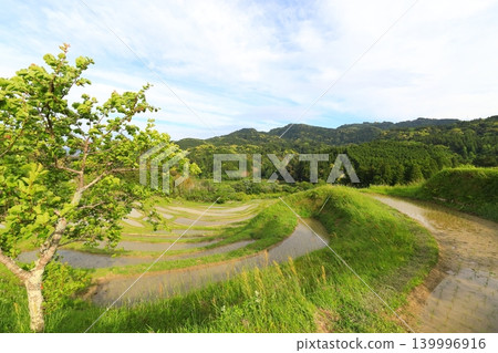 [千葉縣]大山縣千滿田 139996916
