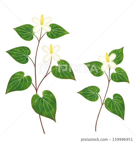 Watercolor-style Houttuynia cordata Watercolor-style Houttuynia cordata 139996951