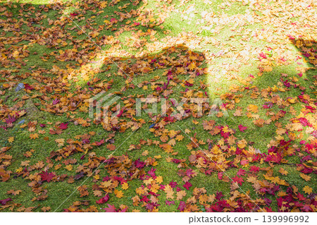 Colorful maple leaves Colorful maple leaves 139996992