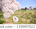 櫻花在尼達河堤岸邊觸手可及的地方盛開 139997022