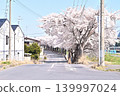 新田川堤岸上的櫻花隧道 139997024