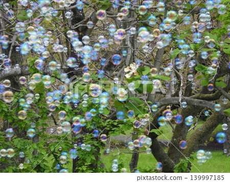 Soap bubbles floating in a flower field Soap bubbles floating in a flower field 139997185