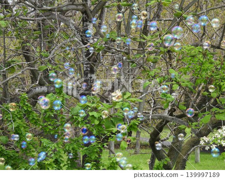 花田裡漂浮著肥皂泡 花田裡漂浮著肥皂泡 139997189