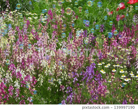 Soap bubbles floating in a flower field Soap bubbles floating in a flower field 139997190