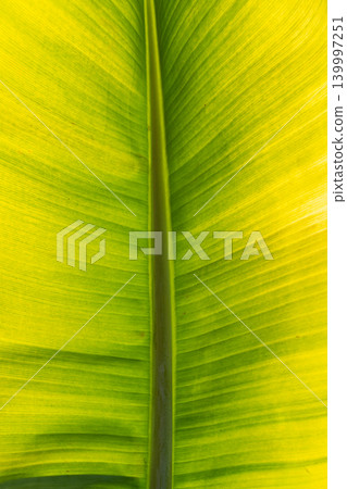 Banana leaf detail, vibrant green and yellow color, isolated on white background cutout style 139997251
