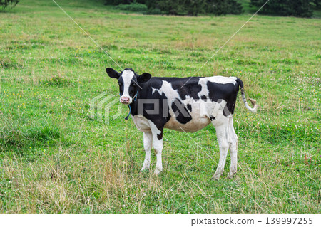 Holstein calf standing in a green field, looking at the camera on a sunny day in summer Holstein calf standing in a green field, looking at the camera on a sunny day in summer 139997255