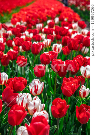 Red and white tulips in a field in the Netherlands, Holland tulip fields in springtime 139997266