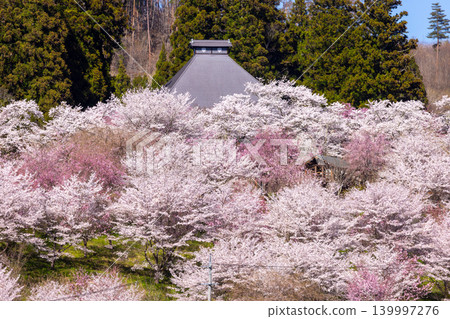 位於長野縣長野市仁王山上的長勝寺正殿及庭院，是著名的賞櫻勝地，遠處可見染井吉野櫻、垂枝櫻和重瓣櫻。 139997276