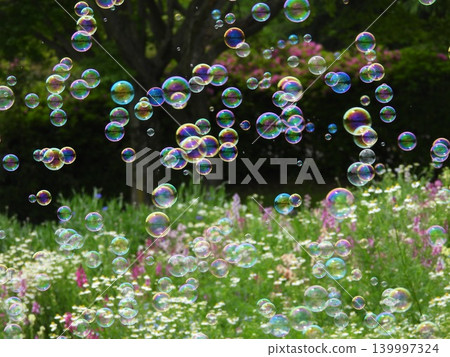 Soap bubbles floating in a flower field Soap bubbles floating in a flower field 139997324