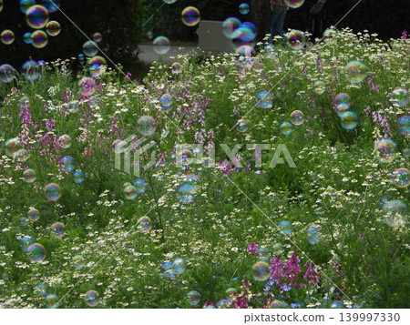 Soap bubbles floating in a flower field 139997330