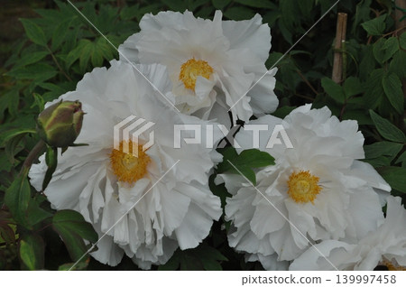 In May, the white peonies of Hase-dera Temple In May, the white peonies of Hase-dera Temple 139997458
