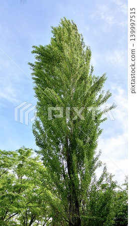 Cipresso swaying in the wind Cipresso swaying in the wind 139997515