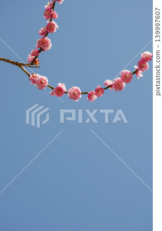 A clear blue sky and plum blossoms blooming on branches that curve in an arc. A clear blue sky and plum blossoms blooming on branches that curve in an arc. 139997607