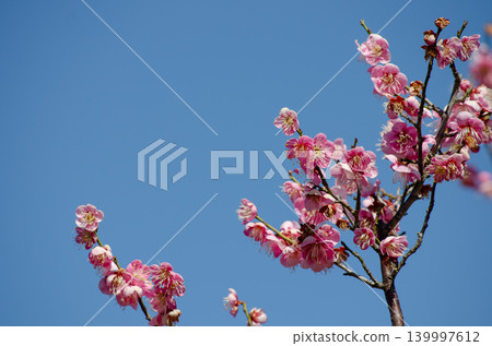Clear blue sky and plum blossoms Clear blue sky and plum blossoms 139997612