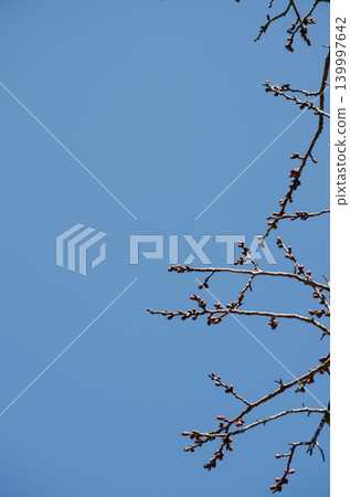 Clear blue sky and plum blossoms in bud Clear blue sky and plum blossoms in bud 139997642
