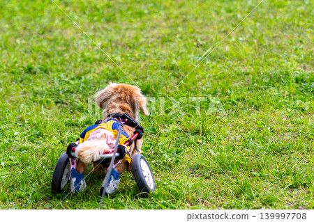 Kaninchen Dachshund in a wheelchair taking a walk in the park Kaninchen Dachshund in a wheelchair taking a walk in the park 139997708