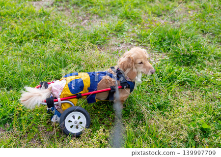 Kaninchen Dachshund in a wheelchair taking a walk in the park Kaninchen Dachshund in a wheelchair taking a walk in the park 139997709