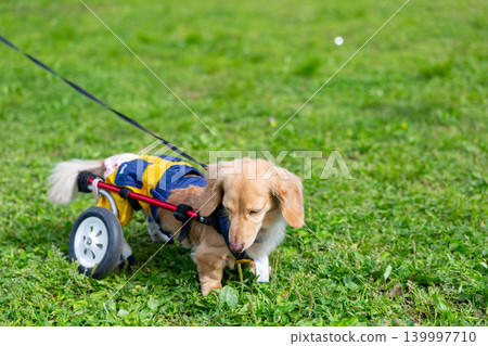 一隻坐在輪椅上的卡寧琴臘腸犬在公園散步 139997710