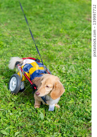一隻坐在輪椅上的卡寧琴臘腸犬在公園散步 139997712