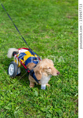 一隻坐在輪椅上的卡寧琴臘腸犬在公園散步 139997713