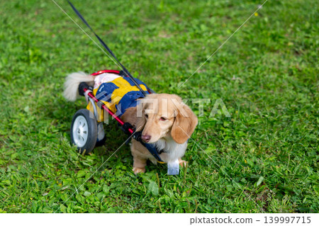 Kaninchen Dachshund in a wheelchair taking a walk in the park Kaninchen Dachshund in a wheelchair taking a walk in the park 139997715