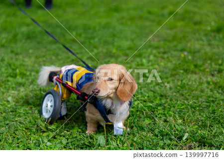一隻坐在輪椅上的卡寧琴臘腸犬在公園散步 139997716
