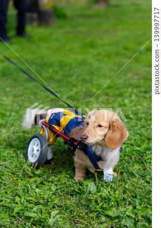 一隻坐在輪椅上的卡寧琴臘腸犬在公園散步 139997717